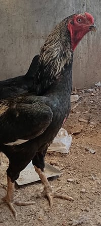 هاوریان • مواشي • ٦ راس