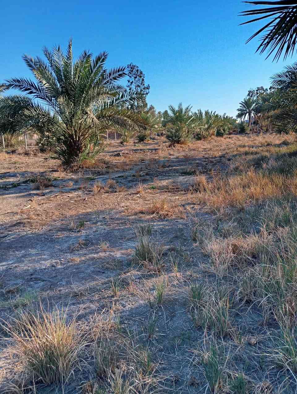 السلام عليكم قطعه ارض زراعيه للبيع دونم ونص العنوان بابل أبو غرق شارع العلويه شريفه  شارع الرسول ***********
