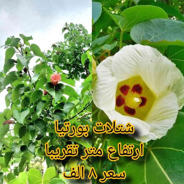 🌿 مشتل نباتات نادرة 🌿
توفرت مجموعة مميزة من أجمل النباتات 🤩
كل نبتة بجمالها وسحرها الخاص 💚

📦 التوصيل متوفر لجميع محافظات العراق
📞 ***********

خلي لمسة الخضار والجمال ببيتك أو حديقتك 🌿✨
