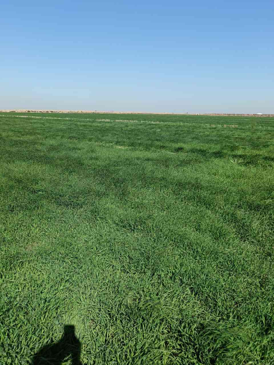 السلام عليكم يوجد چاير في محافظه واسط قضاء الاحرار قرية ال عيسى 35 دونم للتواصل على الرقم ***********
