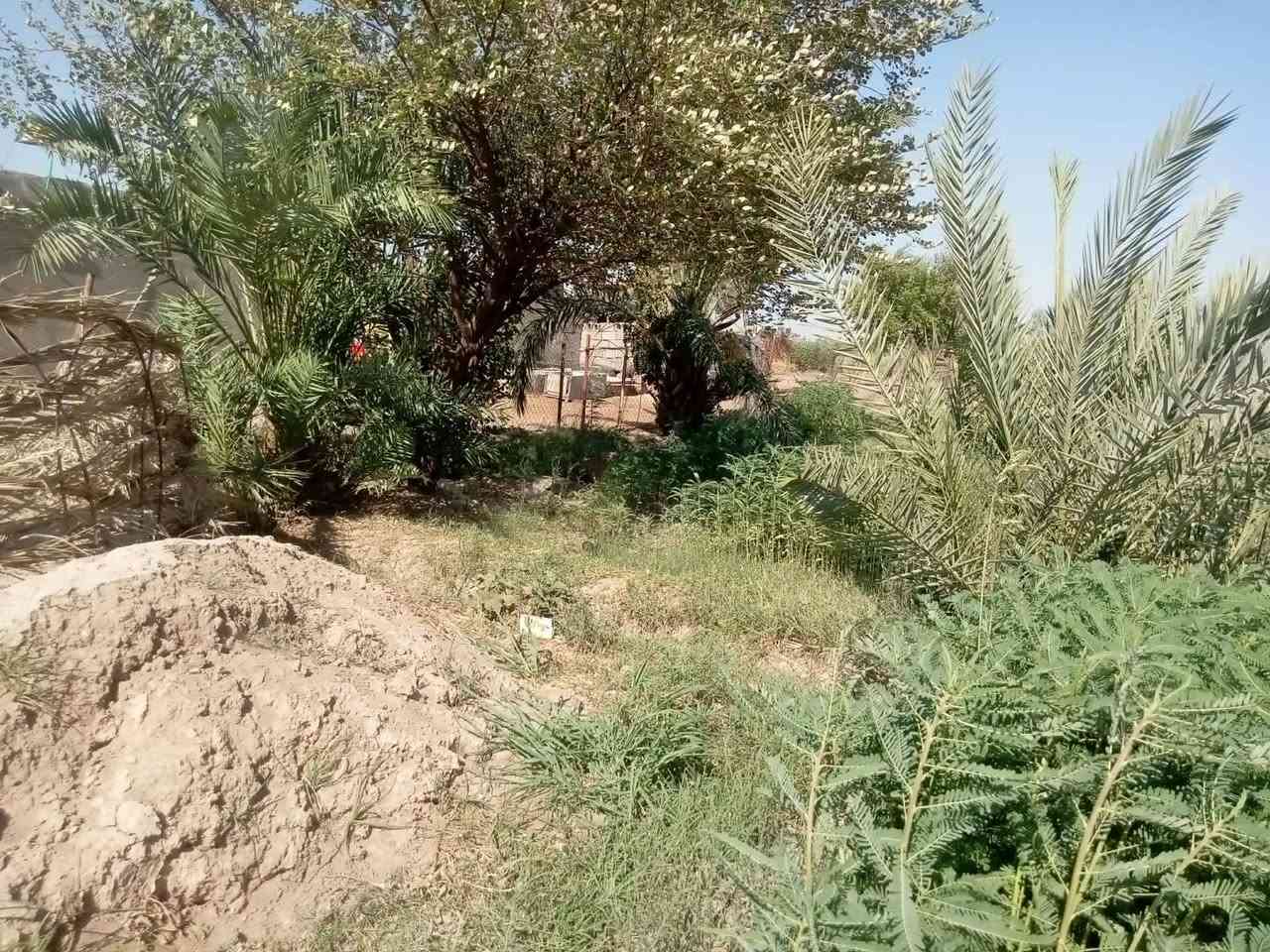 السلام عليكم دونم اللبيع كوت اليوسفيه غريب معسكر تدريب مكلف بنشر هاذا رقم صاحب الرض***********
