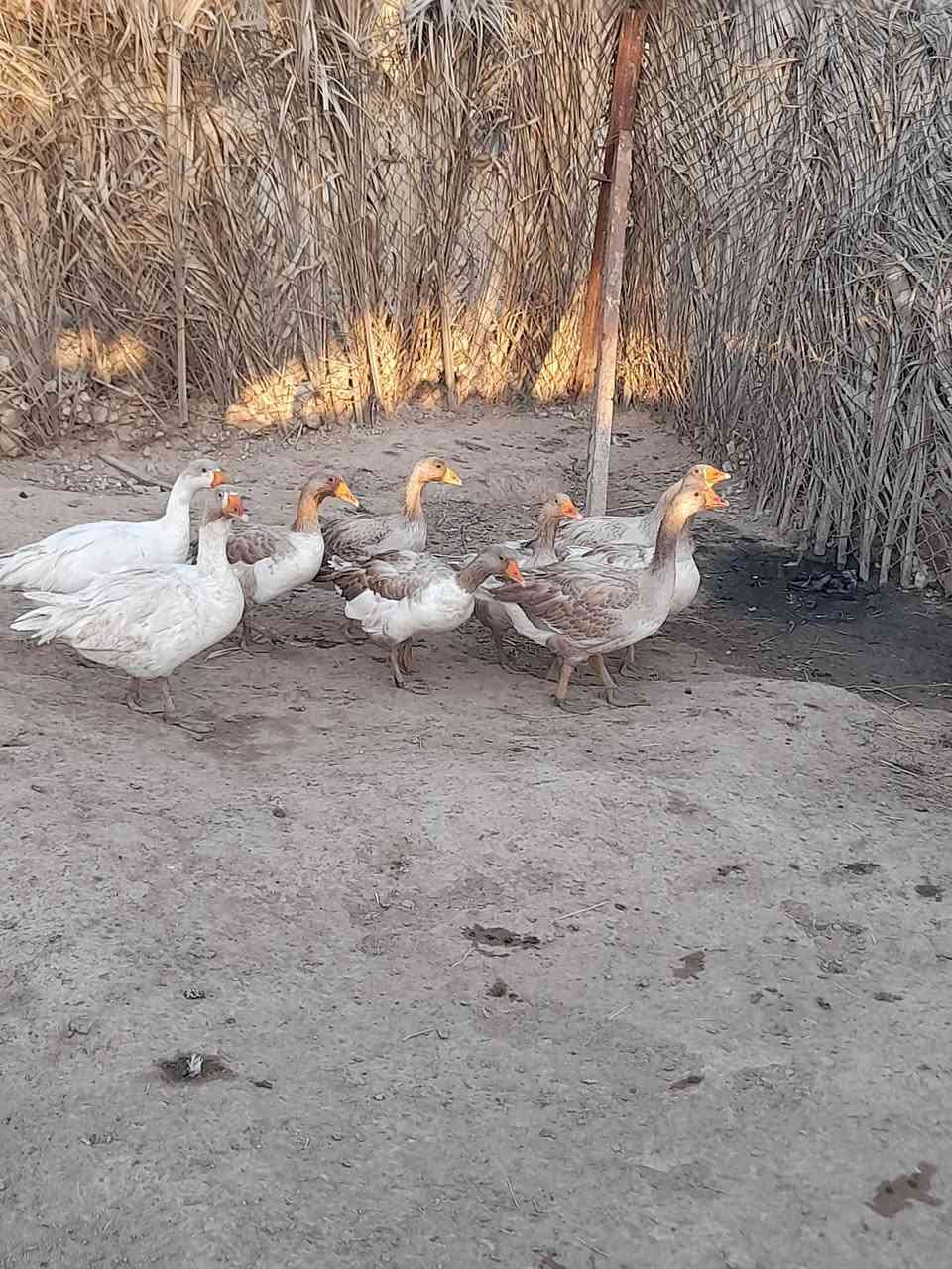 السلام عليكم للبيع وز العدد ٩ اناثي ٤ والذكورة ٣ ومخاليف كبار اثنين سعر الزوج ٤٠ شلع سعرهن ١٥٠ مكاني السد   التواصل عالرقم *********** او عالخاص
