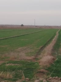 جاير • ١٢دونم • ق٦ الجسر