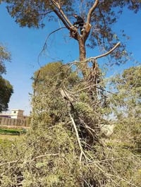 قطع أشجار • قلع نخيل • رفع مخلفات