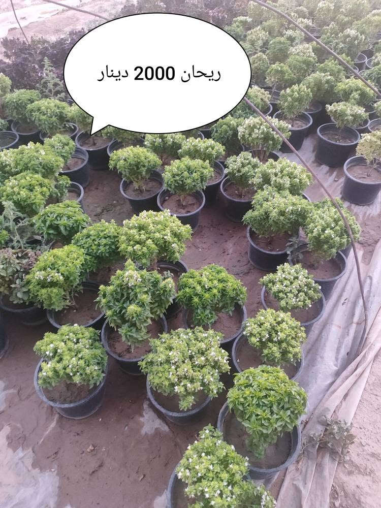3 قطع بخمسة آلاف 
يتوفر خدمة توصيل لكل مناطق اربيل 3 الاف دينار فقط 🛺 أربيل, العراق


**إذا كنت صاحب هذا الإعلان وتريد حذفه لأي سبب، رجاءا أرسل رسالة إلى الدعم الفني**