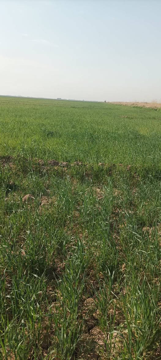 ارض 40 دونم تنباع مرعى چاير حلال موقعها ذنايب شاخة العيسى مجاوره السبيس واسط للأستفسار الأتصال بالارقام
***********
***********
