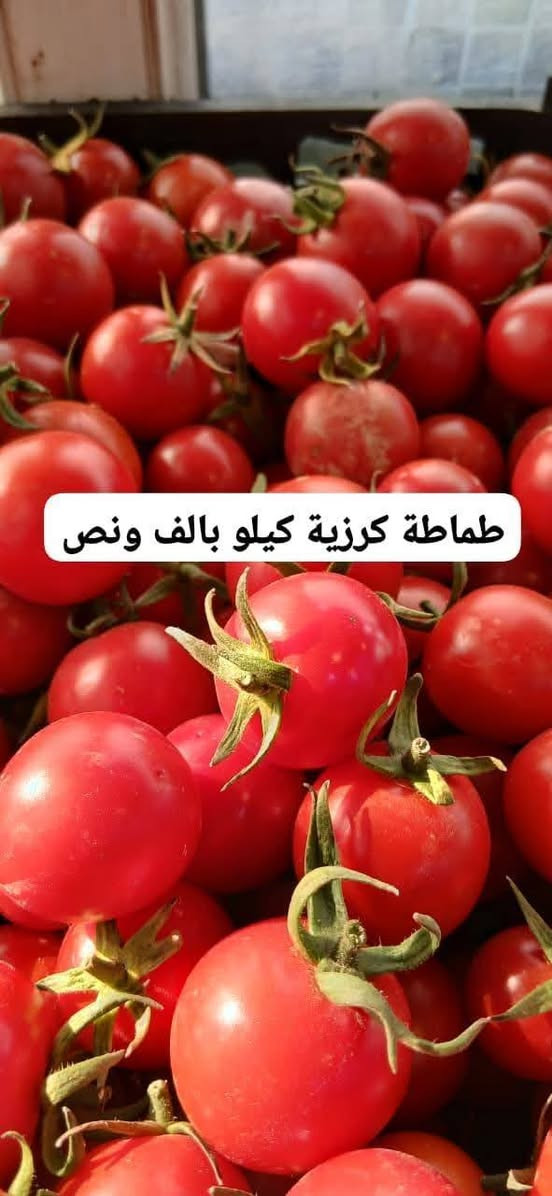 #كل_يوم_طلبيات_مفتوح_ومسواك_جديد_متوفر_يوصلك_للبيت_فقط_عليك_تحجز_وبالخدمة
 🍎🍉🥦🥕🍓🌶🍒🍋🍄☘️🫛🌱🔥🔥🔥🔥🔥
#متابعين_فواكه_وخضروات_ابومصطفى_في #خانقين
‏
‏🔹 «اختار المعروض بالصور والأسعار الظاهرة امامك وأرسل الطلب عالواتساب أو المسنجر»  على الرقم الاسفل👇

‏
‏                 الواتساب  ***********.
‏                 التليكرام ***********
                 الفايبر ***********
                ماسنجر / فواكه وخضروات ابو مصطفى 
#الجميع

‏

