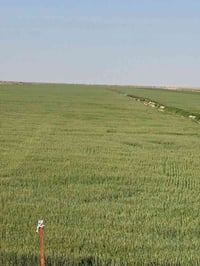 أرض • ١٦٠ دونم • شوين دةشتي كةنديناوة