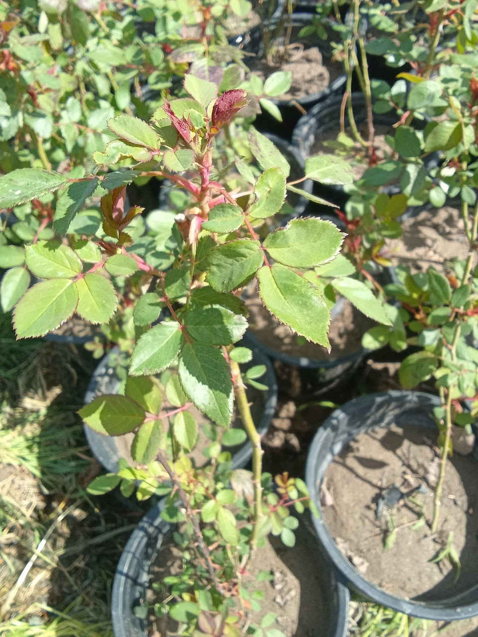 جوري عراقي 3 سنادين ب5000
التوصيل داخل بغداد فقط


**إذا كنت صاحب هذا الإعلان وتريد حذفه لأي سبب، رجاءا أرسل رسالة إلى الدعم الفني**