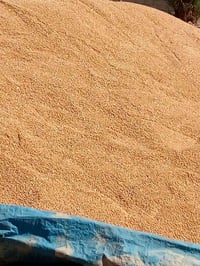 حنطة اقچة • نظيفة • كمية محدودة