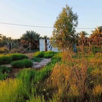 كربلاء باب طويريج • ١٢٠٠م • طابو ٢٥