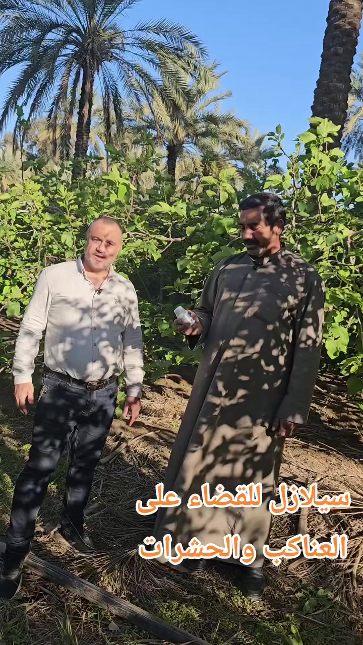 استخدام سيلازيل للقضاء على العناكب 🕷 والحشرات والحلم الاريوفي  .
ميزة مهمة  في التين خاصة  حيث  يمكن رش التين  ومن ثم  الحوي مباشرة  
حيث أن السيلازيل  ليس لديه فترة أمان  . ويمكن إستخدام في الزراعة 🚜 العضوية  .


**إذا كنت صاحب هذا الإعلان وتريد حذفه لأي سبب، رجاءا أرسل رسالة إلى الدعم الفني**