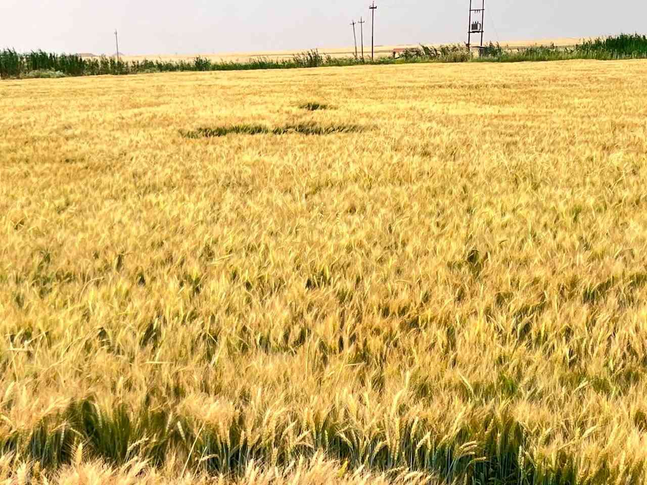 حنطه درجه أولى جيل ثاني نوع اقچا العنوان كركوك يايجي للاستفسار الاتصال ***********

