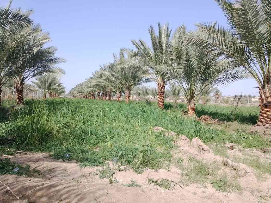 السلام عليكم يوجد لدينا 4دونم للبيع طابو زراعي سند 25 المكان بابل شارع الامام بكر عليه السلام قرب مقام نبي الله ابراهيم الخليل ع بل ضبط على شارع خدمات موجوده مامتواجد عل انتر نت الاستفسار تصال ***********
