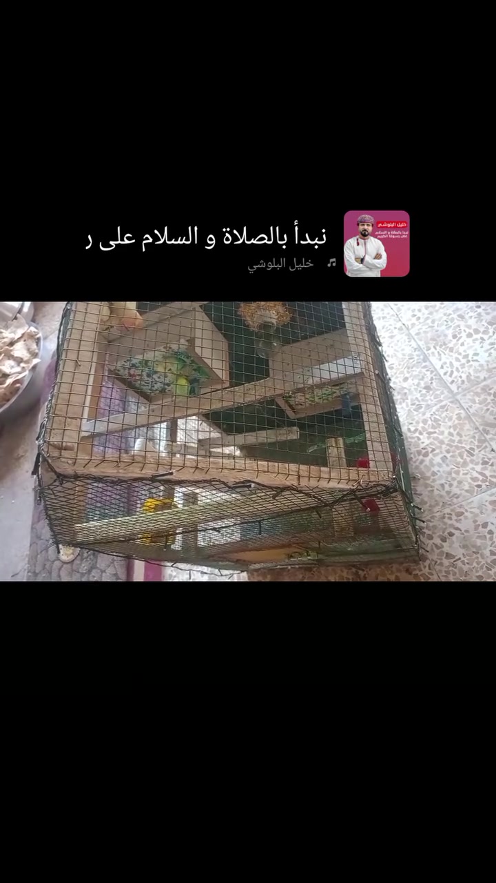 اخوان اطيور حب من نوع تركيبه جواتم بيض للبيع السعر معا القفص 30الف بدون قفص 12الف والي يريدهم هما والقفص بي مجال حك الجيه القفص مرتب بي معلف وبي مشرب ماء وبي تنضيف منقار وبي سلم وبي بيتين وديديه مثل ما واضح بل صور والفيديو مكان موصل اليمن التواصل واتساب او اتصال الى هاذا الرقم ***********اتصال وتدلل
