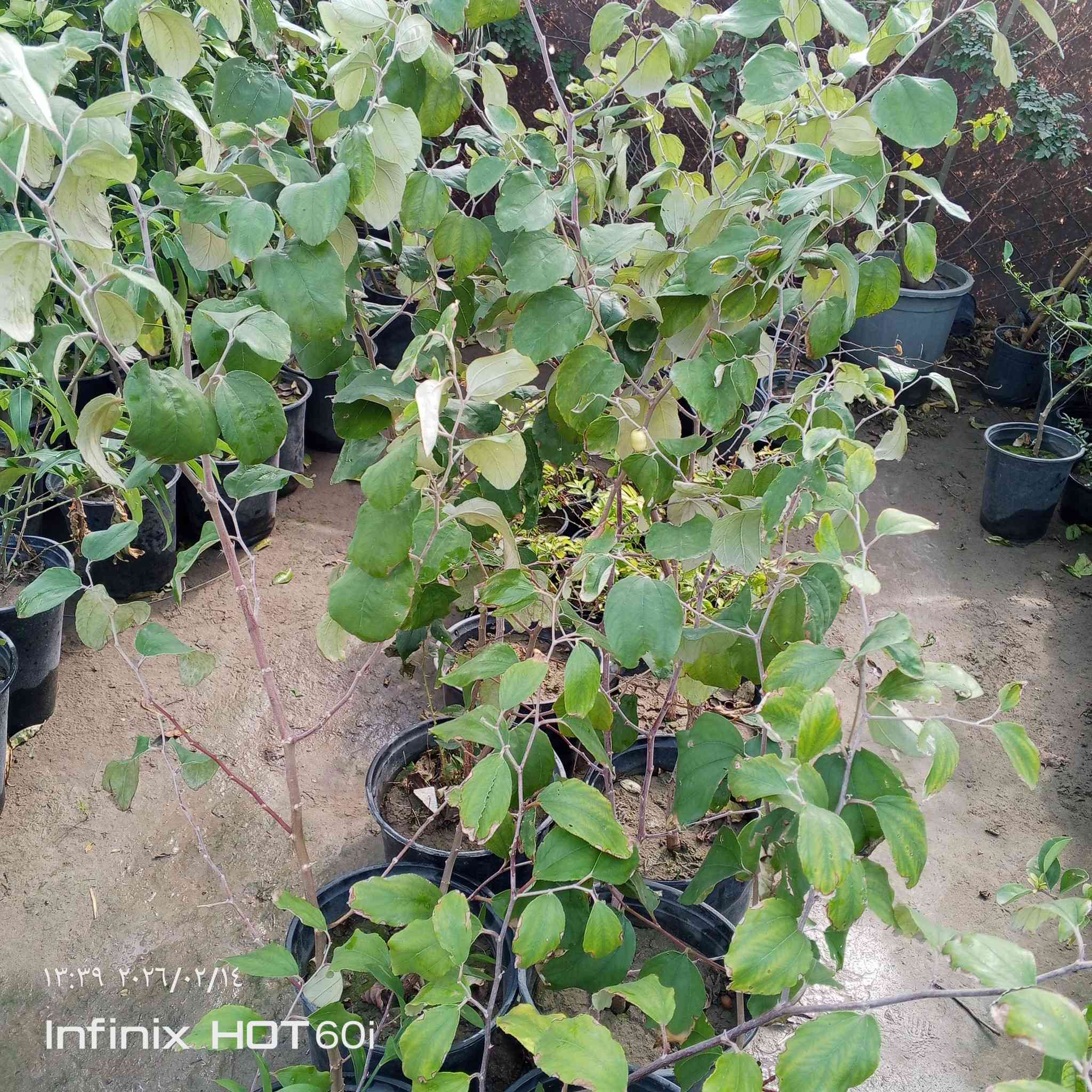 مشتل سيد جلال لوراد الزينه والحمضيات بجميع انواعها تصميم الحدائق تنصيب مرشات السقي العنوان الشارع العام مجاور جملونات مجمع الكوري استفسار ***********/***********
