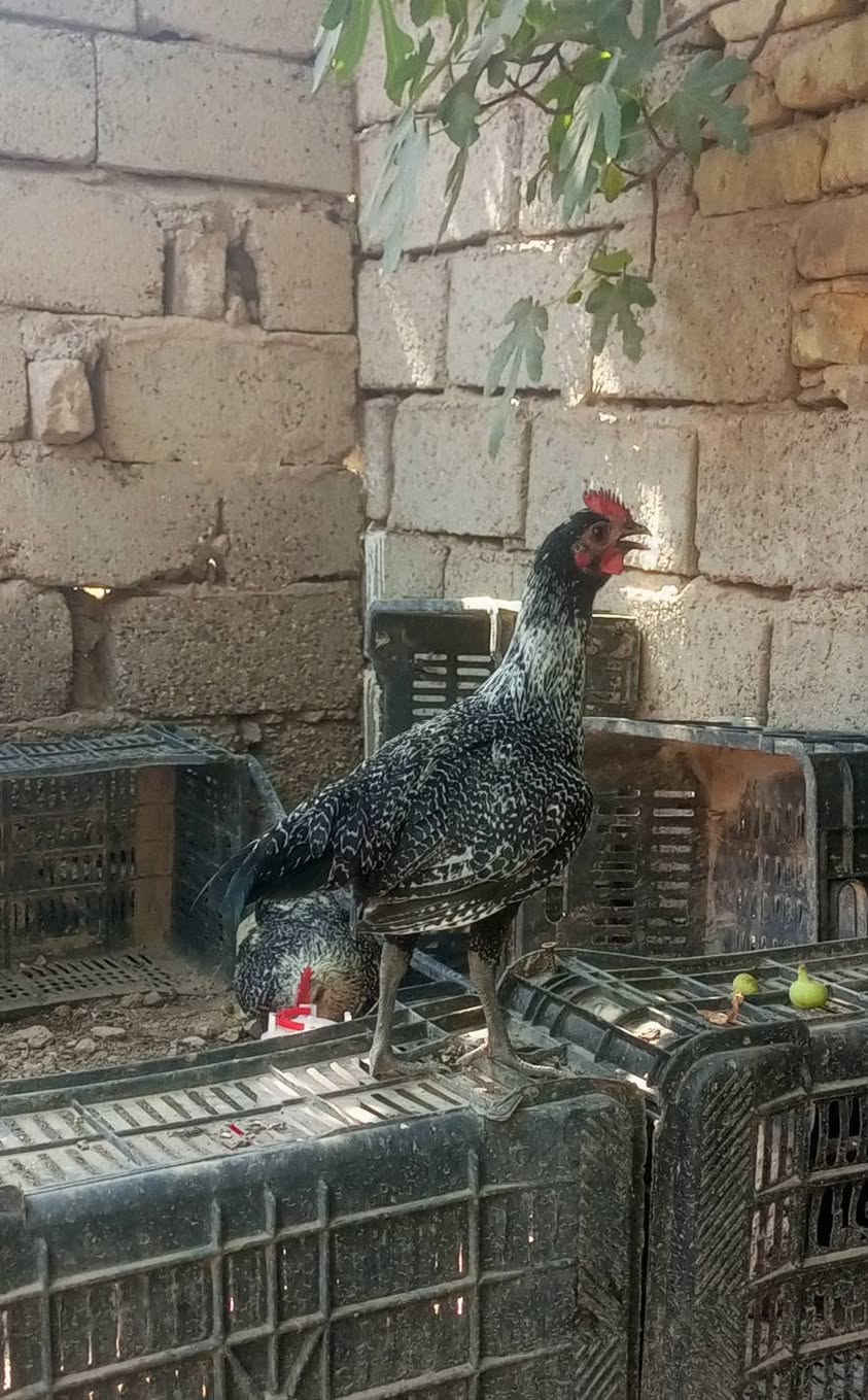 السلام عليكم
دجاجه فيوم مصري بيضه طفره نادره وديج فيوم عمر أكثر من شهرين ونص الزوج 45 قفل بابل المحاويل


**إذا كنت صاحب هذا الإعلان وتريد حذفه لأي سبب، رجاءا أرسل رسالة إلى الدعم الفني**