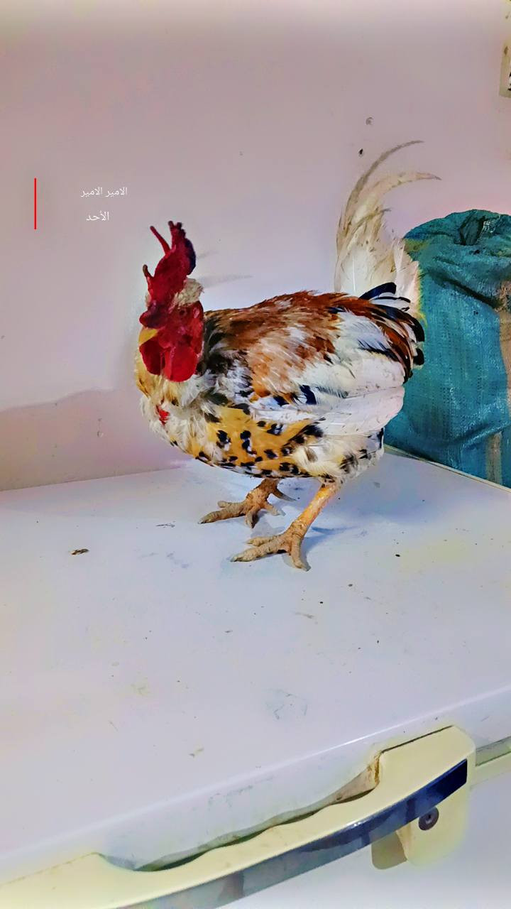 متاح ديك ابو ركيبه بارسلان شرط النصاحه السعر 20 الشراي يتصل ***********
