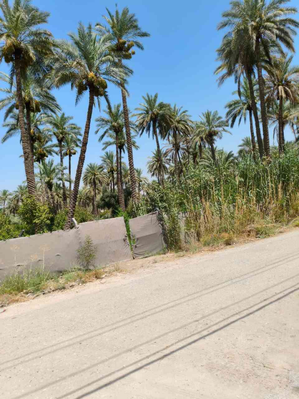 اللهم صل على محمد وال محمد
للبيع قطعة أرض المساحه 405 متر طابو زراعي صرف تحتوي على مجموعة من النخيل والاشجار وبيها برينه وغطاس لغرض السقي كما موضح في التصوير مسيجه بالكامل موقع القطعه الشارع الرابط بين شارع 100 وبزل حجي علي تنزل على الفرعي مسافة 350 متر واجهة القطعة على شارع تبليط 30/75 كافة الخدمات ماء وكهرباء وتبليط اخوان رحمة على اموتكم بس الشري وفلوسه جاهزه يتصل للااستفسار على صاحب القطعه 
***********
