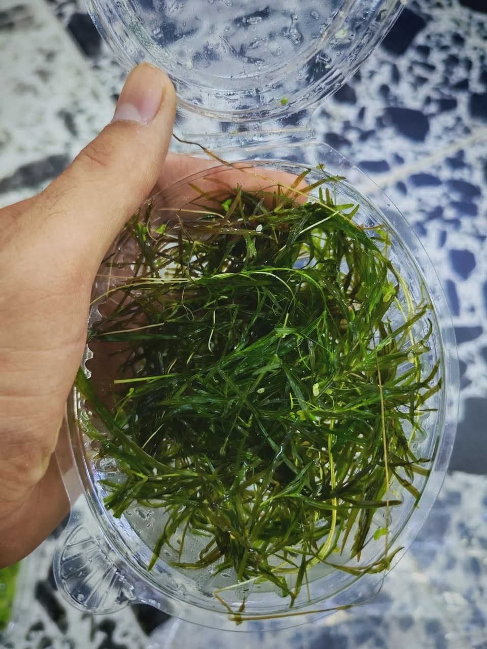متوفر نبات طبيعي خاص بالاحواض الاسماك  كله انتاج عراقي سهل العنايه
 سعر الشتله ٢٠٠٠ فقط 🌷


**إذا كنت صاحب هذا الإعلان وتريد حذفه لأي سبب، رجاءا أرسل رسالة إلى الدعم الفني**