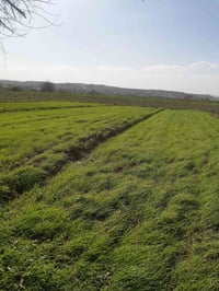 يوجد حشيش هدة شعير للبيع السعر عالمراهم  07801477540