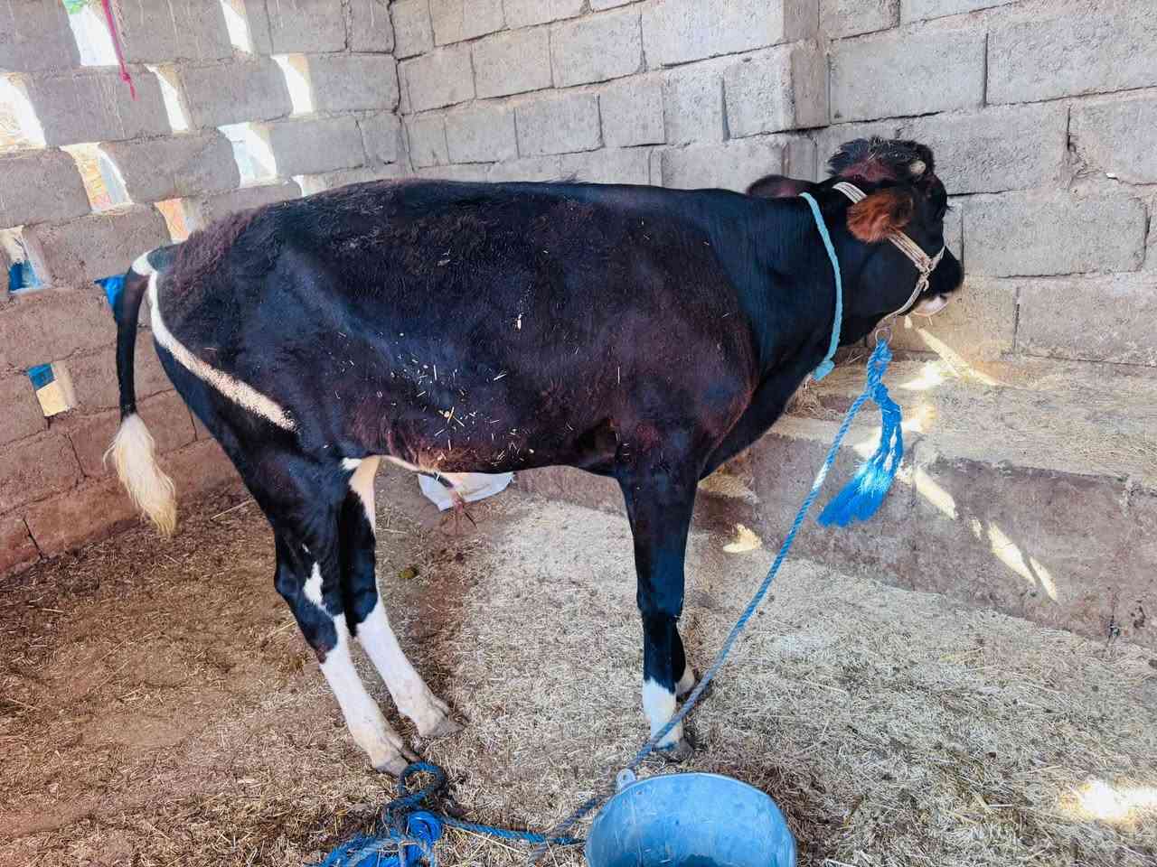 حولي جنس للبيع السعر 1350 وبي مجال المكان اسديره الاتصال ***********
