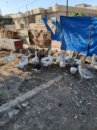 قازات • جوز • العدد٢٠