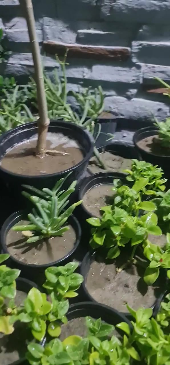 عروض باجر الجمعه ٣ /٧
عروض قاهر الاسعار النباتات تفليش
لحكوا الكميه محدوده❤️


**إذا كنت صاحب هذا الإعلان وتريد حذفه لأي سبب، رجاءا أرسل رسالة إلى الدعم الفني**