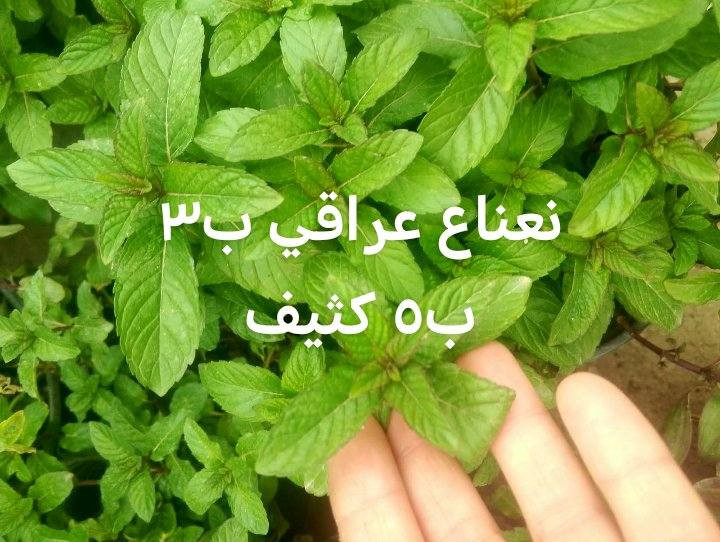 دمعه الطفل أحجام وسط يوجد توصيل داخل بغداد بعض المناطق 🚘🌿🌿🌿🌿🍀


**إذا كنت صاحب هذا الإعلان وتريد حذفه لأي سبب، رجاءا أرسل رسالة إلى الدعم الفني**
