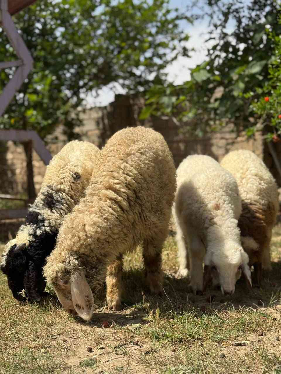 طليان ثنين
وفطايم ثنين

سمان وخشنات يرهم لحم ويرهم جنيه الشراي يتصل مكاني شرقاط

***********
