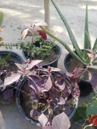 6 شتلات متنوعة • سماد حيواني • المسيب كربلاء الحلة