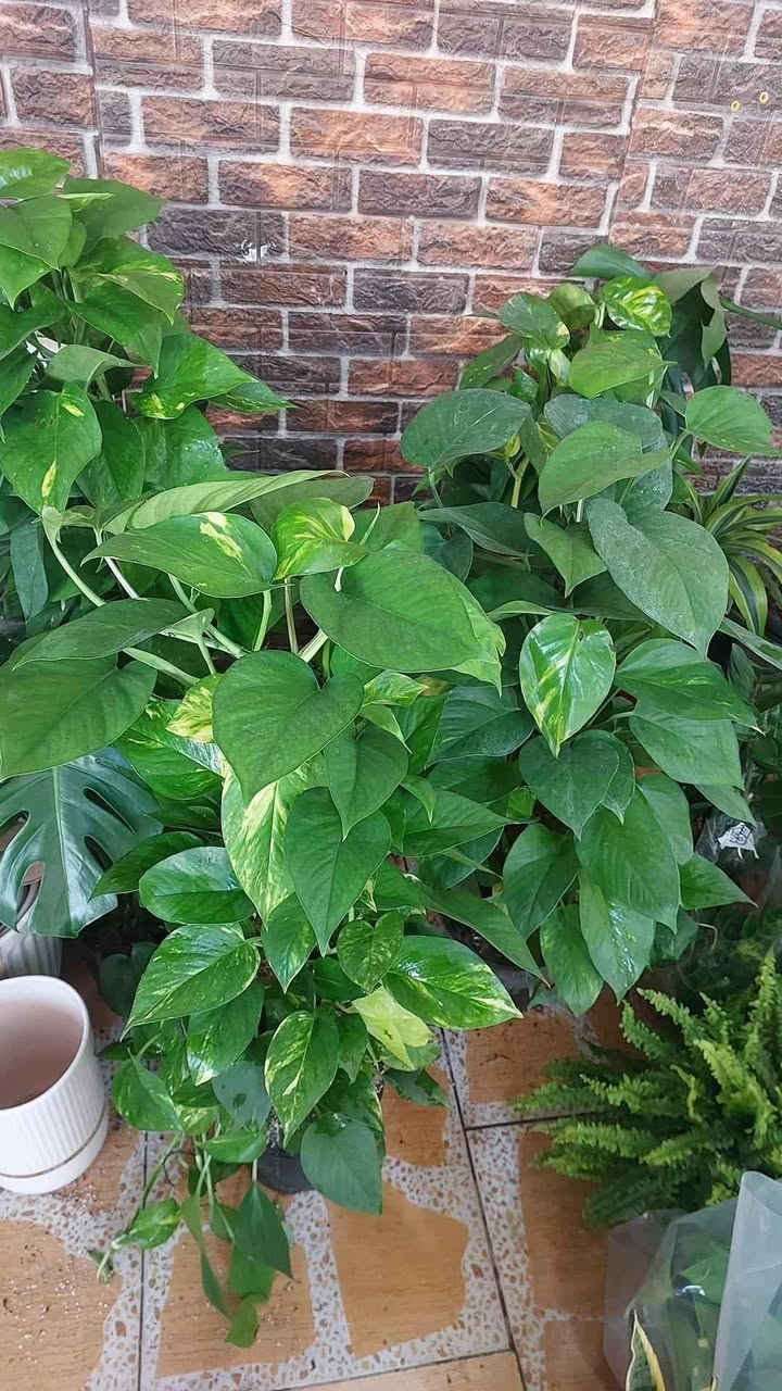 نباتات طبيعية للبيع هولنديه يوجد توصيل جميع محافظات


**إذا كنت صاحب هذا الإعلان وتريد حذفه لأي سبب، رجاءا أرسل رسالة إلى الدعم الفني**