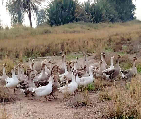 للبيع للبيع 
وز عراقي و بولغاري 
وزن ممتاز جدا 
سعر الزوج[ 55] الف 
وبي  مجال 
العنوان: ديالى/ دلي عباس 
رقم هاتف ***********
