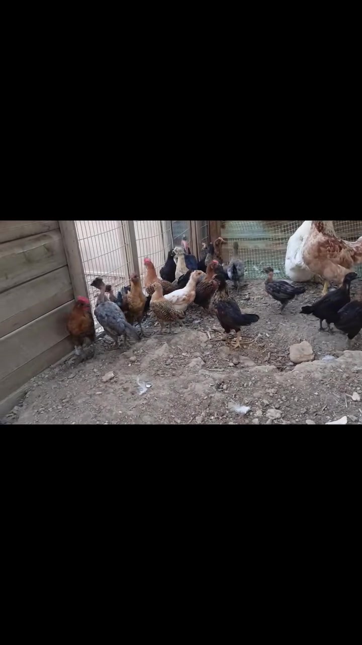 متاح فراريج عرب بيهن أبو ركيبه العدد ٢٥ تقريبا ودجاجات ثنين وزوج بشوش بيع شلع مكاني مقابل منشأة نصر الشراي يتصل ***********
