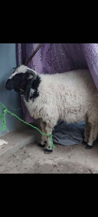 عندي هاذى الطلي للبيع السعر 200 تواصل فقط على رقم 07737244218 0773 406...