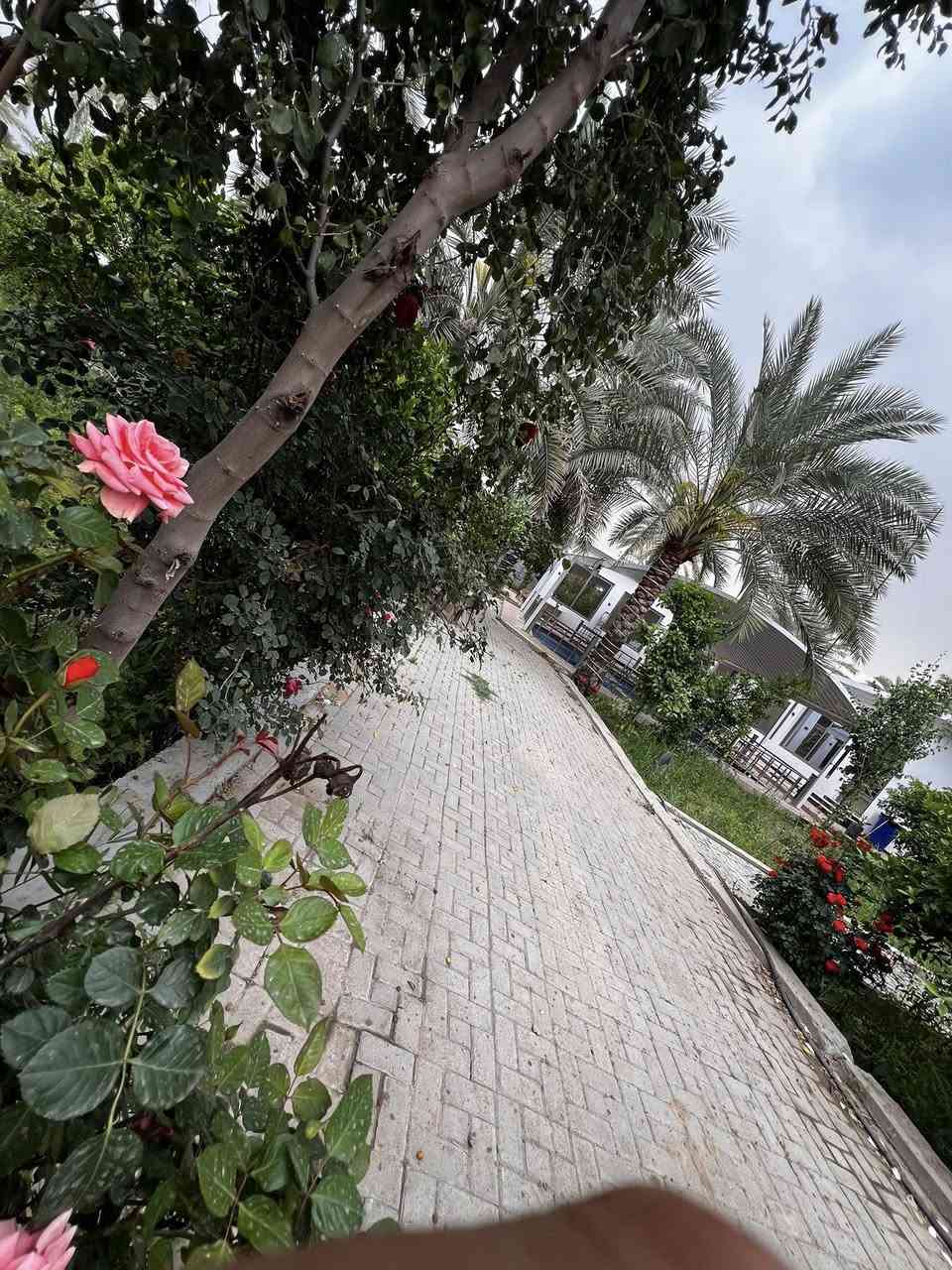 متوفره مزرعة الراشديه للأيجار اليومي ***********
