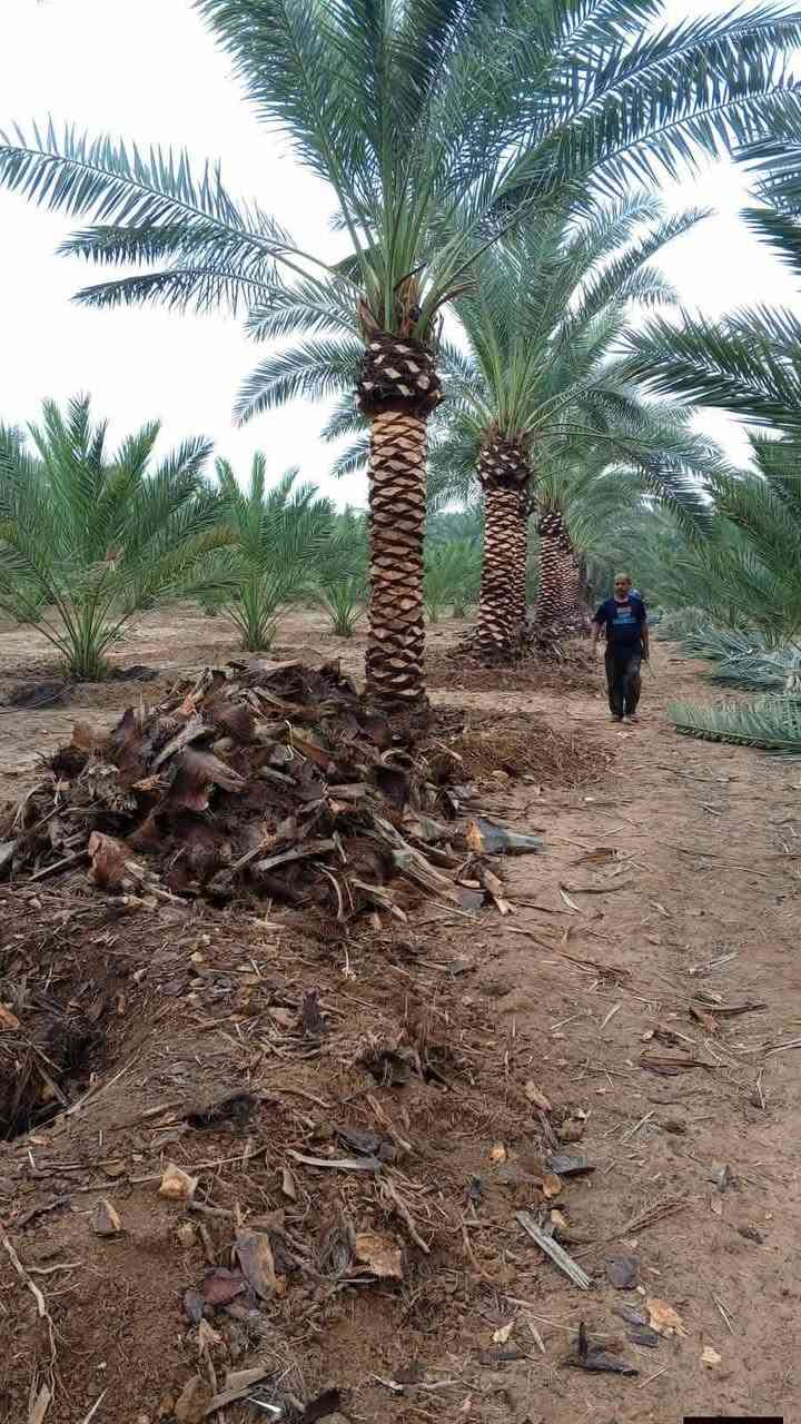 📞***********📞
📞***********📞
أن شاء الله موسم خير وبركه على الجميع
       مستعدون لتجهيز دوائر الدوله كافه 
    وكافه المزارع الخاصه والعامه 
                                    يتوفر لدينا جميع احجام النخيل 🌴واصنافها     عمراني.    التبرزل.   مكتوم.  خستاوي.  قيطاس 

جمالي.   اشرصي.   ابرين.   حمراوي.  شكر.  اشويثي اصفر.   

متوفر خدمه توصيل لجميع محافظات العراق 🚚.

  للحجز وطلب الاستفسار مراسله الصفحه او الاتصال على الارقام الهاتف

📞***********📞 ،،
