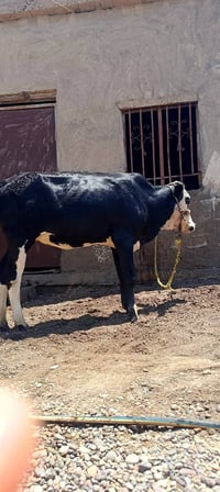 بجر • حمام • طيور • جناي • للبيع • بجر للبيع • حمام جناي