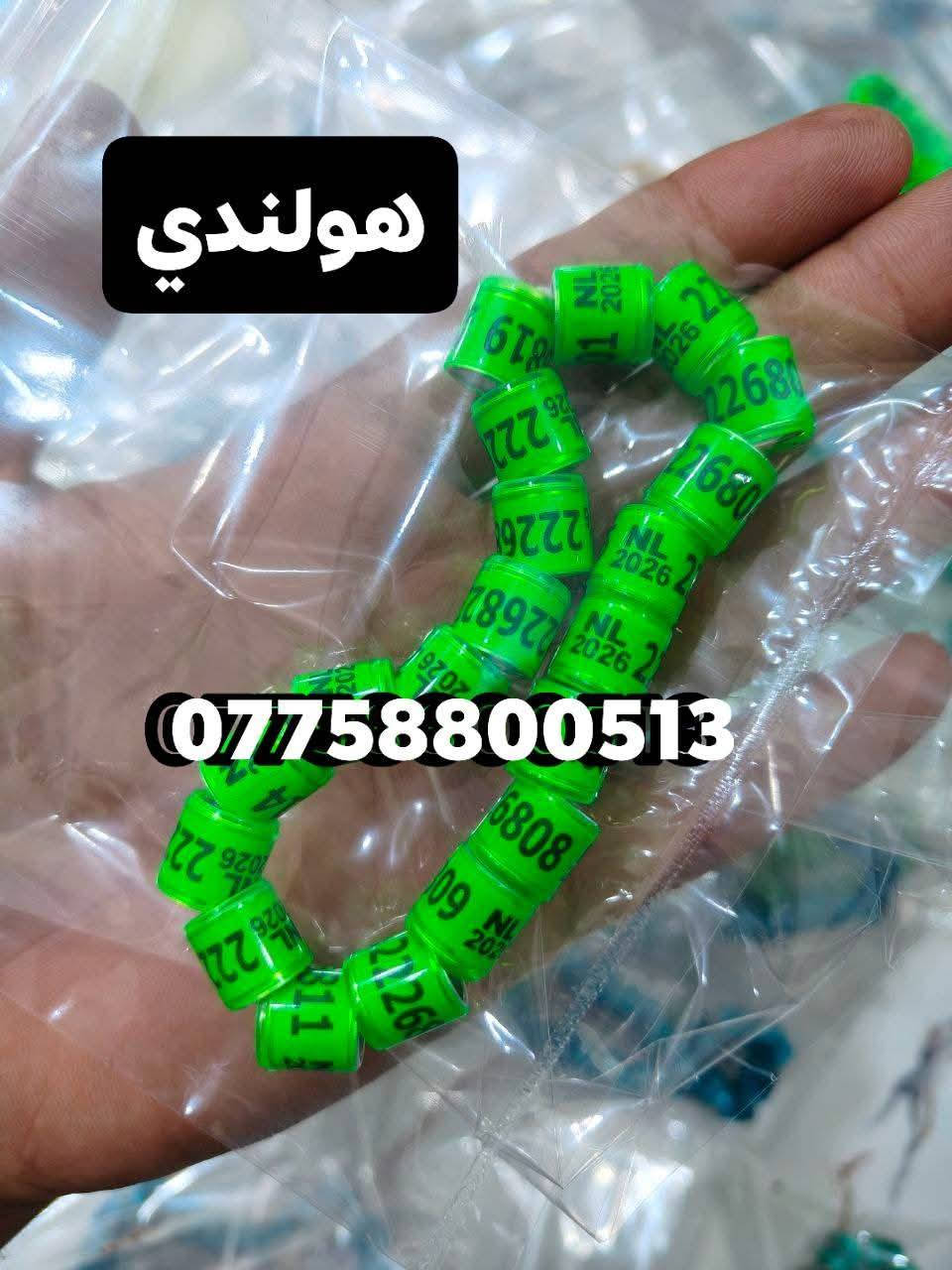 تريد تميز طيورك #اخوان #وصلت وجبه جديده 2026 2027 حجول رابطه الزواجل اجنبيه #درجه اولئ حجول ميز طيورك #السعوديه والعراق #تلبيس للكبار وصغار هم موجود  والكويت والماني بلجيكا هولندا توصيل موجود لكافه محافظات 🚗🚕 للحجز واتساب او اتصالل

***********
