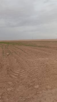 أرض زراعية • بين السماوة والسلمان • الشارع العام