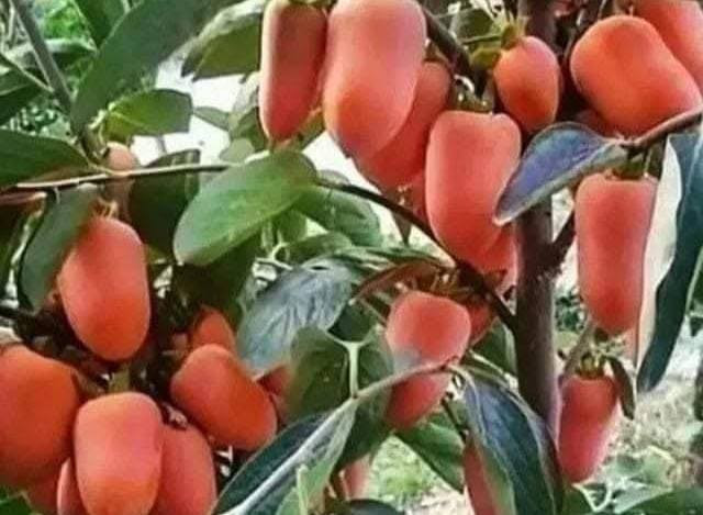 🌺🌸 ورد البنفسج، الجمال اللي يسر النظر! 🌼

مشتل ورد البنفسج يقدم لكم أجمل أنواع الورود والزهور 🌹💐. زورونا اليوم واستمتعوا بجمال الطبيعة 🌳

تم وصل وجبه جديده 
من أشجار الكاكي نوعان
للاستفسار الاتصال على 
الرقم الواتساب
***********
