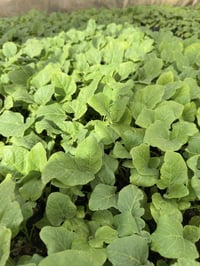 مشتل ابو انور • اشجار ورود • الشطره حاوي العباس