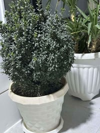 سلێمانی • ديكور • حديقة