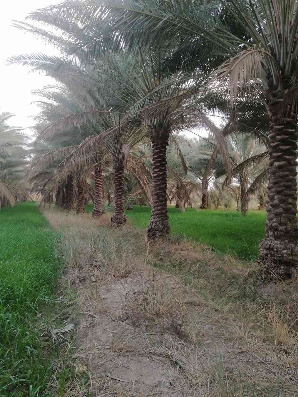 بستان للبيع مساحة اربعة دونم منطقة الابراهيميه مقابل قناة كربلاء تبعد عن قناة كربلاء كيلوين فلاحة ملاجه يحتوي على أكثر من ١٥٠ نخله حماله سعر الدونم ١٢٥ مع مجال قليل للشراي *********** أبو أحمد الاسدي واجهة البستان ٣٢ ونزال أكثر من ١٥٠ متر الوجهه على نهر
