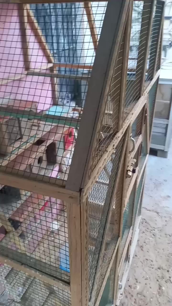 السلام عليكم من رخصت الادمن المحترم متاح قفص للبيع السعر ٧٥ الف  العنوان بغداد.حي العل (***********)
