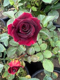 أشجار ورد • أحجام كبيرة • توصيل مجاني