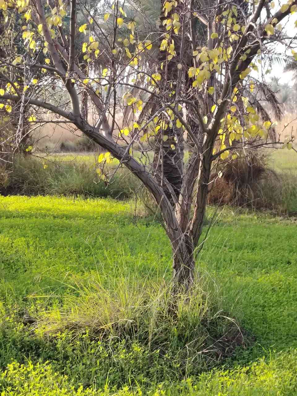 اللهم صل على محمد وال محمد
أرض للبيع طابو زراعي المساحه 43 دونم سند منفصل تحتوي على 750 نخله أشجار 33 دونم مغروس بالنخيل والأشجار و 10 دونم ارض غير مزروعه خدمات تسقي سيح كهرباء تبعد عن شارع التبليط ٩٠ متر سعر الدونم 65 مليون الاستفسار ع الرقم *********** اتصال ***********
الها مدخلين مدخل من بزل مطشر ومدخل من منطقه الصلاميه نزال ١٢٠ واجهه بحدود ال 1000 متر
