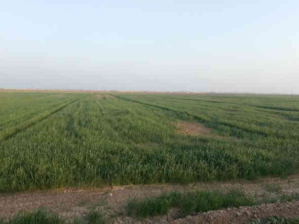 السلام عليكم ورحمه الله وبركاته 
ارض زراعيه للبيع المساحه 40 دونم متوفر ماء وكهرباء الاستفسار الاتصال على الارقام التاليه ***********
***********
