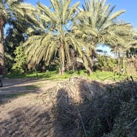 لام عليكم يوجد أرض زراعيه طابو ٢٥ أرض خصبه متوفره ماء سقي صيف شتاء الم...