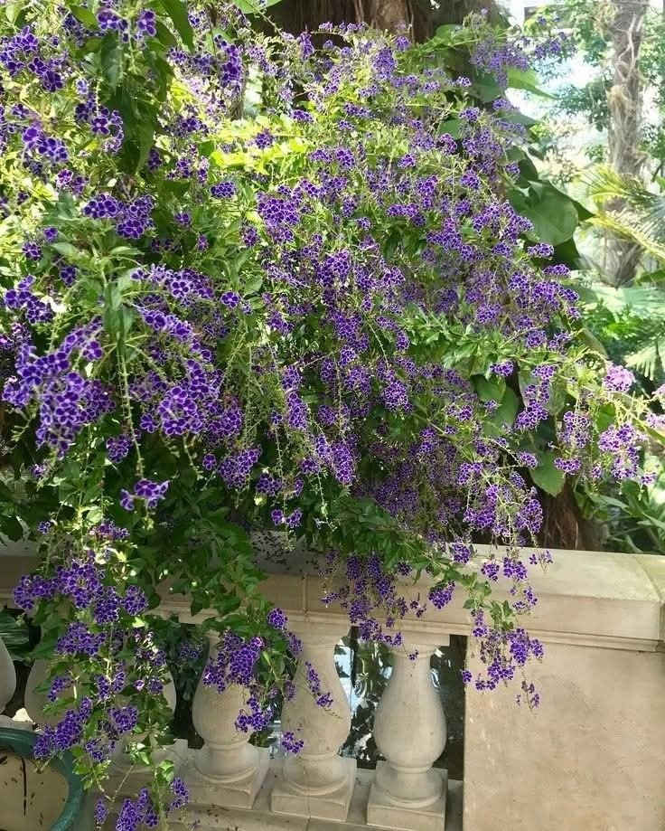 دورنتا بنفسجي 💜✨💯 
شجيرة زينة دائمية الخضرة 🌱 
من نباتات المناطق الاستوائية و شبه الاستوائية 💜💜💜💜 
تزهر خلال فصل الربيع ازهارها ذات لون بنفسجي تناسب الحدائق المنزلية
ممكن زراعتها في سنادين و تشكيلها عن طريق التقليم💜💜💜 
و ممكن تركها تنمو على ساق قائم لتصل ارتفاع مترين او ثلاث امتار💜 
نبات متحمل جزئياً لمناخ العراق 
اذا تعرض النبات الى موجات صقيع تتساقط اوراقه لكن يعود للنمو مع ارتفاع درجات الحرارة💜✨💜✨💜✨ 

قيااس النباات   1   ـم
االسعر /10 آلاف

من قلب العاصمة وإليها.. 
توصيلنا داخل بغداد فقط 🚗"
أتصل على الرقم التالي 
***********
